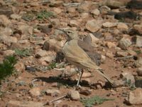 Greater Hoopoe-Lark - Alaemon alaudipes