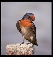 Pacific Swallow - Hirundo tahitica