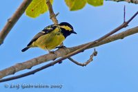 Elegant Tit - Pardaliparus elegans