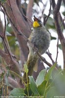 Yellow-throated Honeyeater - Lichenostomus flavicollis