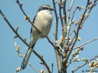 Southern Gray Shrike - Lanius meridionalis