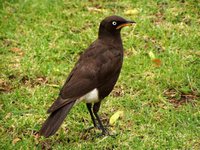 African Pied Starling - Spreo bicolor