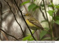 White-eyed Vireo - Vireo griseus