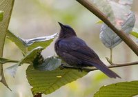 Capped Conebill - Conirostrum albifrons