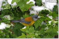 Patagonian Sierra-Finch - Phrygilus patagonicus