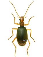 꼬마목가는먼지벌레 - Brachinus scotomedes