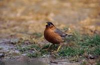 Pagoda Mynah