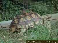 African Spurred Tortoise, Geochelone sulcata