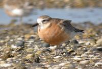 New Zealand Dotterel (Charadrius obscurus)