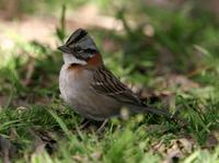 Rufous-collared Sparrow