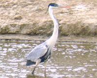 Ardea cocoi