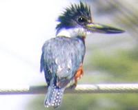Ceryle torquata