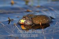 calling European Fire bellied Toad ( Bombina bombina ) stock photo