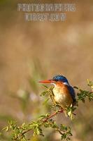 Malachite Kingfisher stock photo