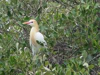 Cattle Egret