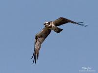 Osprey Pandion haliaetus