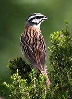 Rock bunting (Emberiza cia) © Phil Farrer