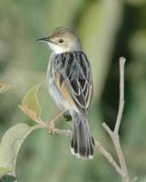 Winding Cisticola p.388