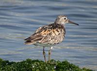 Great Knot Calidris tenuirostris 붉은어깨도요