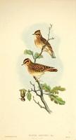 Richter after Gould Wood-lark (Alauda arborea)