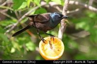 Common Grackle (male - purple) - Ohio