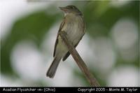 Acadian Flycatcher - Ohio