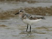 Sanderling (Calidris alba)