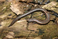 : Batrachoseps nigriventris; Black-belllied Slender Salamander