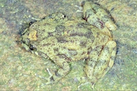 : Cycloramphus duseni