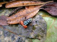 : Mantella bernhardi