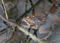 : Rana sylvatica; Wood Frog