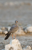 : Melierax canorus; Pale Chanting Goshawk