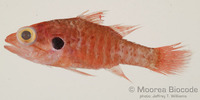 : Fowleria marmorata