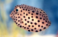 : Lactophrys trigonus; Spotted Trunkfish