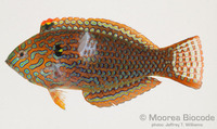 : Macropharyngodon meleagris