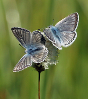 : Agriades glandon ssp. podarce; Sierra Arctic Blue