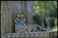 : Panthera tigris tigris; Bengal Tiger