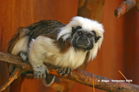 : Saguinus oedipus; Cotton-top Tamarin