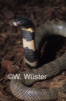 : Aspidelaps lubricus infuscatus; Western Coral Cobra