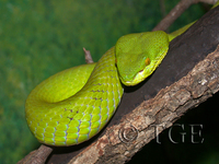 : Cryptelytrops albolabris; White-lipped Pitviper