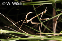 : Hypdicorypha gracilis; Ghost Mantid