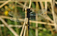 : Leucorrhinia intacta; Dot-tailed Whiteface