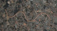 : Ramphotyphlops grypus; Beaked Blind Snake