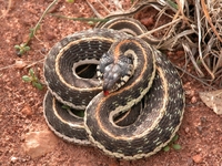 : Thamnophis cyrtopsis cyrtopsis; Western Black-necked Garter Snake