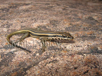 : Trachylepis sulcata; Western Rock Skink