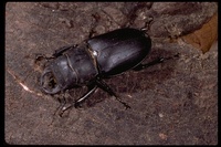 : Lucanus sp.; Cottonwood Stag Beetle
