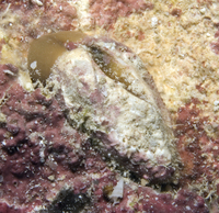 : Arca avellana