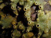 : Halichondria sp.; Bread Crumb Sponge