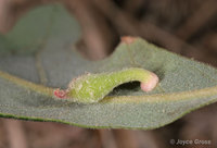 : Xanthoteras clavuloides; Club Gall Wasp;