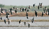 Black-winged Stilt